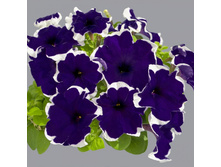 14 ������� ����������� ����� ��� �� ��� ������