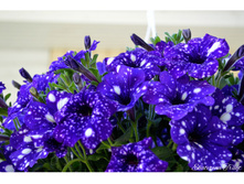 25 ������� Night Sky