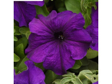 24 ������� ����������� ����������� ���