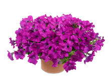 84 ������� Ray Purple