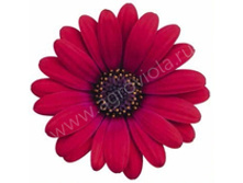 45 ������������ ERATO CRANBERRY