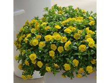 67. ���������� MiniFamous Neo Double Yellow