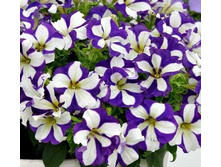 80 ������� Crazytunia Lucky Lilac