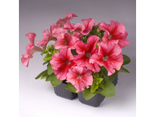 18 ������� ����������� ����� ��� �� ��� ������