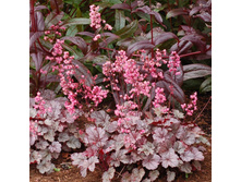 ������� ��������� Milan �����.jpg