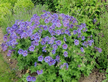 ������ �����������.jpg