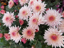 ���������� ����������� ELDA PINK ����� ����.jpg