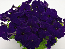 19 ������� ����������� ������� 360 ���