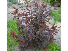 ������������� �������.jpg