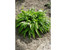 ����� ���� ��� GREEN BAG.jpg