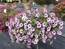 85 ������� Tea Purple Vein