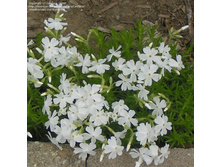 ����� ���������� White Delight ���� ������.jpg