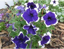 28 ������� ����������� ����� ���