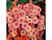 ���������� ����������� �������.jpg