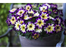 23 ������� Crazytunia Moonstruck