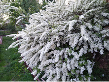 ������ ����� GREFSHEIM.jpg