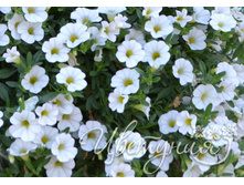 9. ���������� Million Bells Trailing Ice