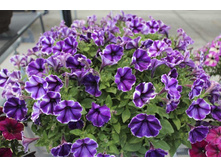 108 ������� Crazytunia Blue Ice
