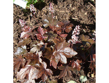 ������� ��������� Burnish Bronze ����� �����.jpg