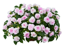 59 ��������� ������� Musica Princess Pink