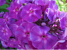 ����� ����������� ��������.jpg