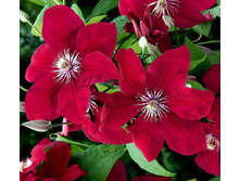 �������� ��� �������� ROUGE CARDINAL.jpg