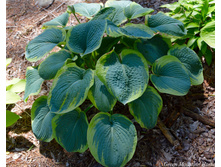 ����� (No1)