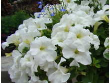 77 ������� Fanfare White