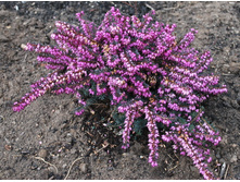 ����� ���������� KRAMER'S ROTE.jpg