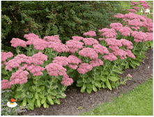 ������ �������� Herbstfreude.png