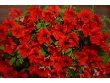 47 ������� Surfinia Red Trailling