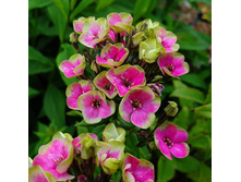 ����� ����������� Aureole �������.jpg