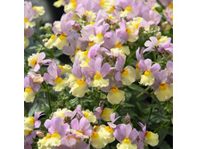 46 ������� Sunsatia Pink Lemonade