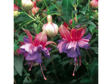 72 ������ Winston Churchill 37