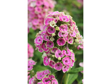 ����� ����������� ����� ������.jpg