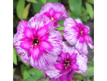 ����� ����������� ������� ������ ����.jpg