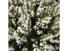 ����� ���������� WHITE PERFECTION1.jpg