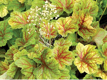 ������� ��������� Electra �������.jpg