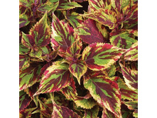 98 ��������