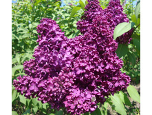 ������ �����.jpg