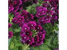 23 ������� Lascar purple