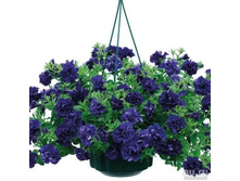 105 ������� Tumbelina Belinda