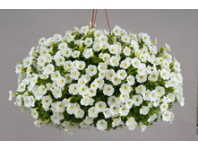 11 ������� Little White Grace