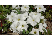 10 ������� ����������� ����� ����