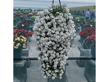 32 ������� LUCIA WHITE