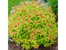 ������ GOLDFLEYM.jpg