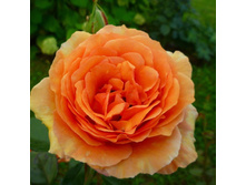 ���� �����.jpg