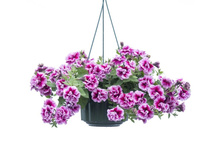 27 ������� Tumbelina Francesca