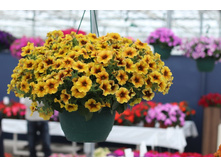 31 ������ Beautical Caramel Yellow