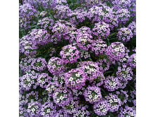 31 ������� STREAM LAVENDER